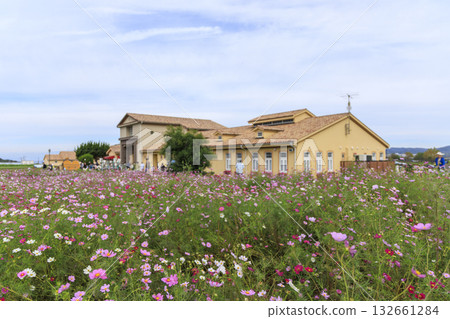 Cosmos at Soleil Hill 132661284