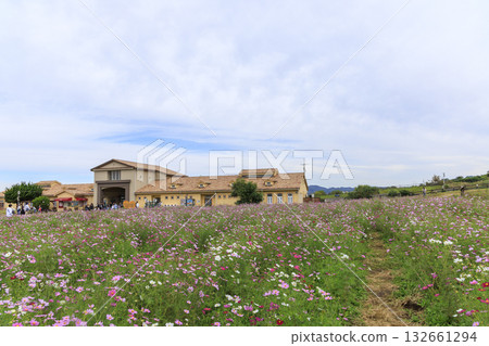 Cosmos at Soleil Hill Cosmos at Soleil Hill 132661294