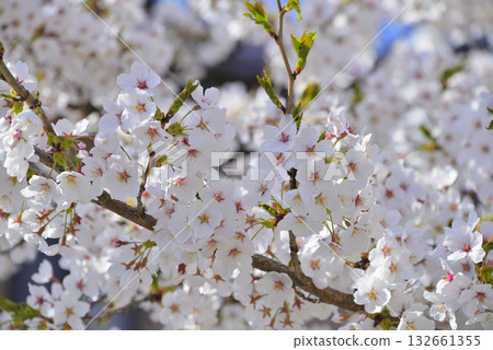 櫻花 櫻花 132661355