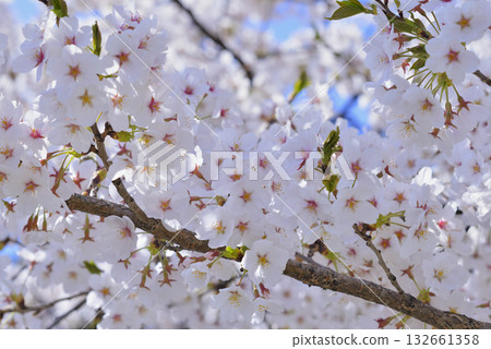 櫻花 132661358