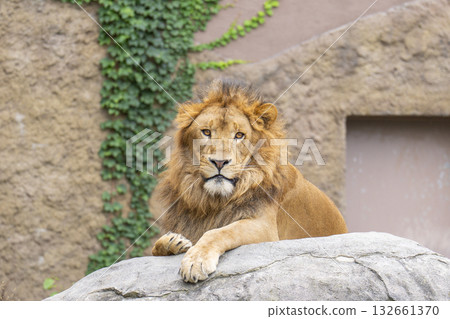 Staring Lion Staring Lion 132661370