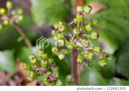 芽的芽 132661383