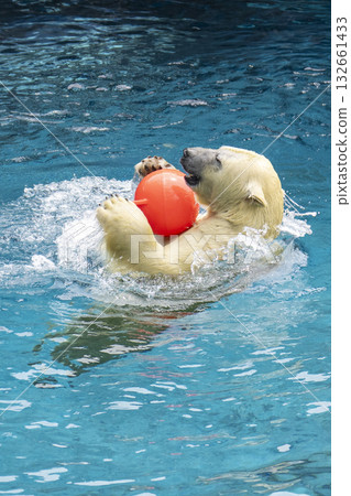北極熊在泳池玩耍 132661433