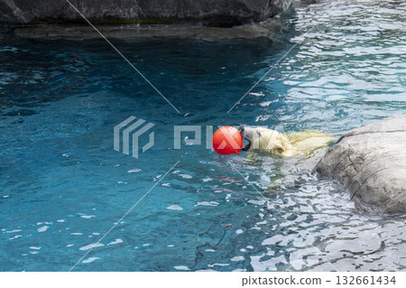 Polar bear swimming in the pool Polar bear swimming in the pool 132661434