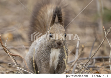 Ezolith to eat nuts Ezolith to eat nuts 132661501
