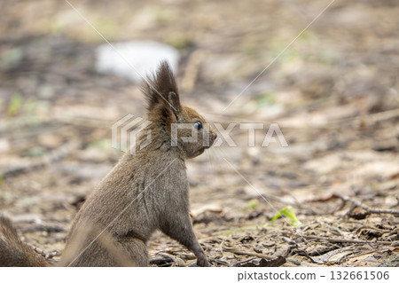 A Hokkaido squirrel descends to the ground to search for nuts 132661506