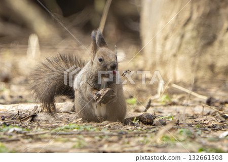 Ezolith吃堅果 132661508