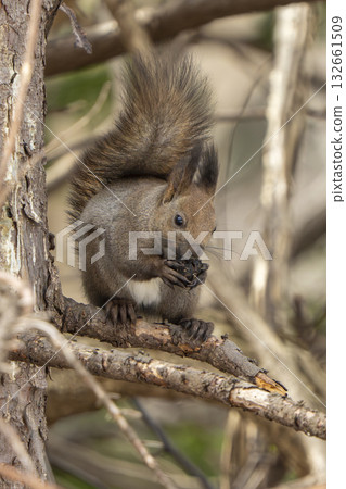 Ezoris eating nuts on the tree 132661509