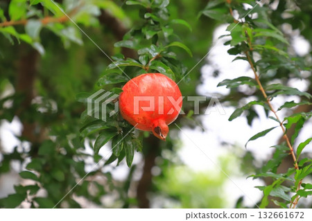 large ripe pomegranate fruit 132661672