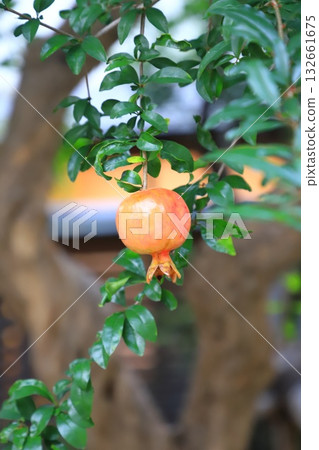 large ripe pomegranate fruit 132661675