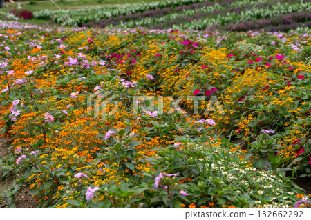 Agriculture, Color Image, Community Garden, Cultivated, Environment 132662292