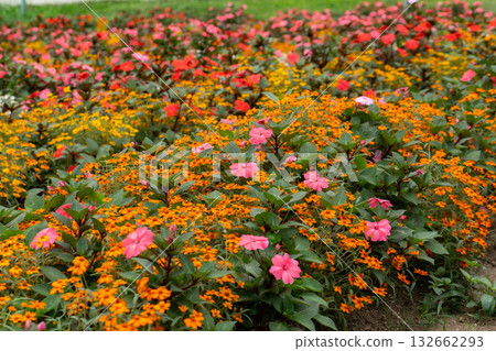 Agriculture, Color Image, Community Garden, Cultivated, Environment 132662293