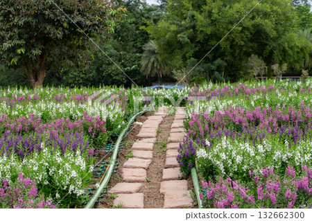 Agriculture, Color Image, Community Garden, Cultivated, Environment 132662300