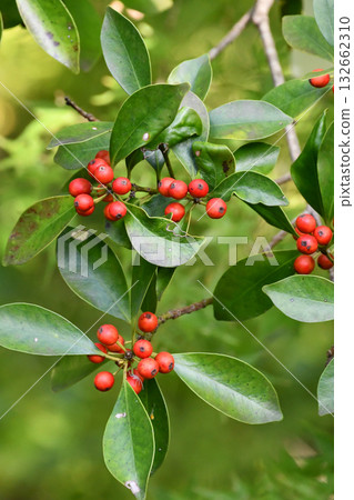 Ilex (Ilex) Bird-lime holly 132662310