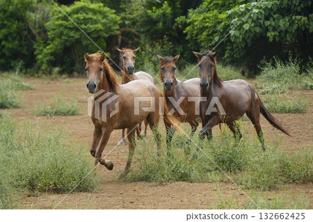 Miyako Horse 132662425