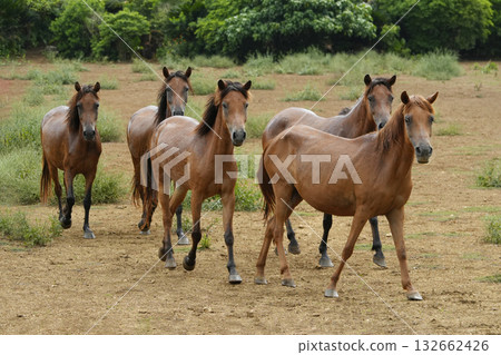 Miyako Horse Miyako Horse 132662426