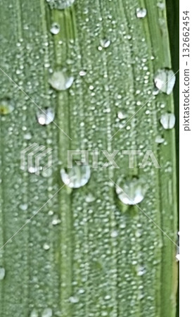 this is dew on green the leaves this is dew on green the leaves 132662454