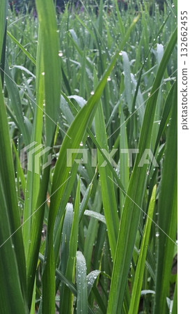 this is dew on green the leaves this is dew on green the leaves 132662455