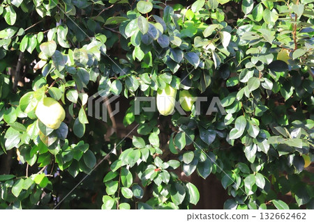 大個子的榅桲果實 132662462