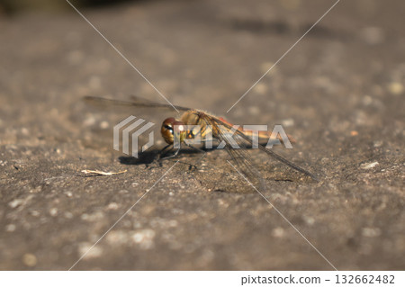 適合在地面上的蜻蜓 132662482