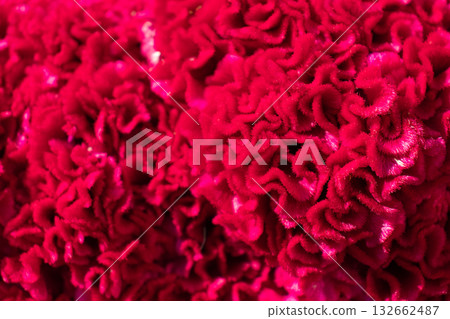 velvety red plant velvety red plant 132662487