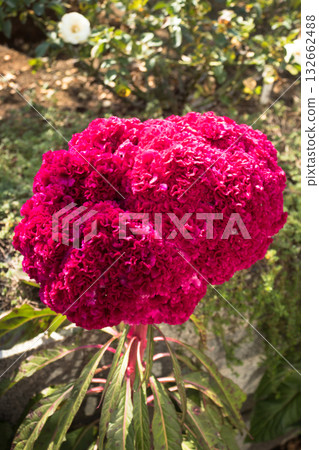 velvety red plant 132662488