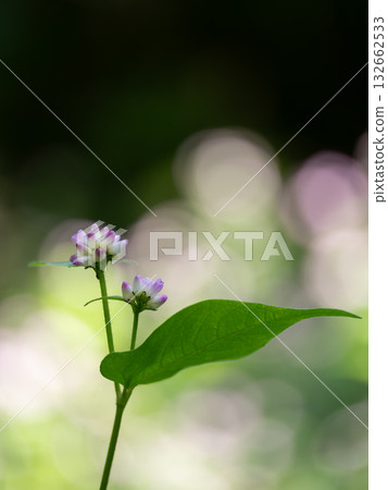 Adorable Mizosoba 132662533