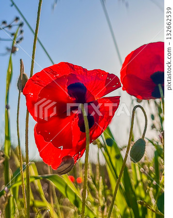 Red poppies bloom under blue sky, symbolizing remembrance and peace. High quality photo Red poppies bloom under blue sky, symbolizing remembrance and peace. High quality photo 132662539