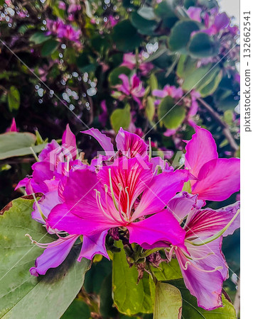 Bauhinia blakeana has reddish purple petals. High quality photo Bauhinia blakeana has reddish purple petals. High quality photo 132662541