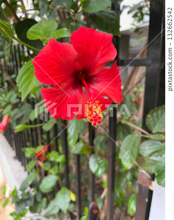 Red hibiscus, Chinese rose, blooms amid lush green foliage. High quality photo Red hibiscus, Chinese rose, blooms amid lush green foliage. High quality photo 132662542
