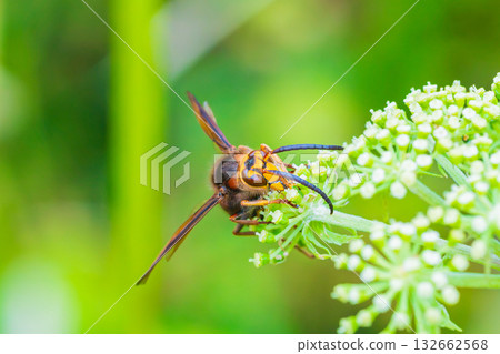 Hornets gathering around flower nectar 132662568