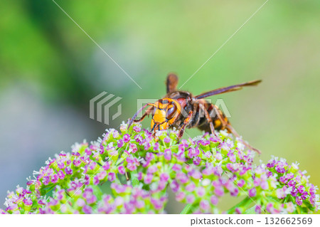 Hornets gathering around flower nectar 132662569