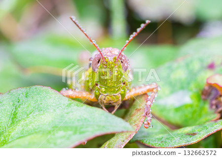 Locusts wet with morning dew Locusts wet with morning dew 132662572