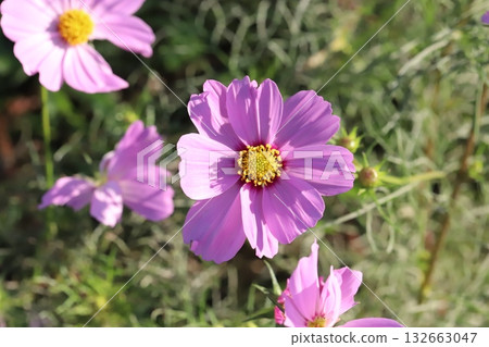 Bright pink cosmos flowers blooming in an autumn garden 132663047