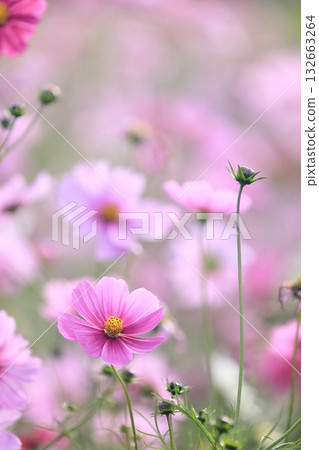Autumn cosmos Autumn cosmos 132663264