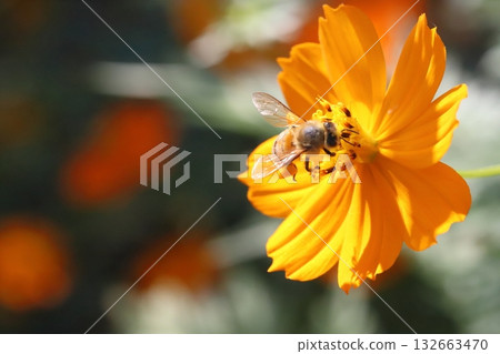 A honeybee sucking nectar from yellow cosmos flowers blooming in an autumn field 132663470