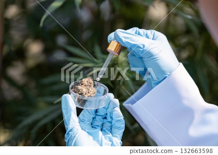 Close-up of an agricultural scientist's hand using a dropper to analyze cannabis samples in a greenhouse for research purposes. Close-up of an agricultural scientist's hand using a dropper to analyze cannabis samples in a greenhouse for research purposes. 132663598