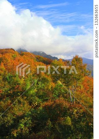 秋季的八海山（新潟縣南魚沼市索道山頂站附近，垂直構圖） 132663655