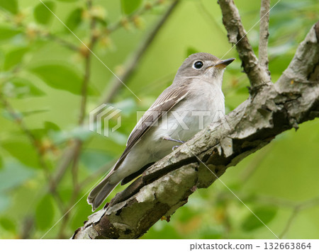 Kosametepataki 132663864