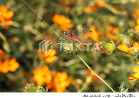 一隻紅色的蜻蜓停在秋天田野裡盛開的黃色波斯菊的花叢中。 132663885