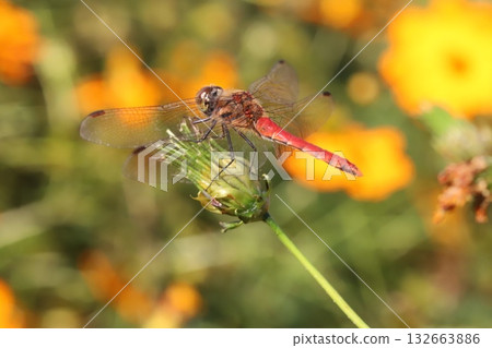 一隻紅色的蜻蜓停在秋天田野裡盛開的黃色波斯菊的花叢中。 132663886