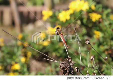 一隻紅色的蜻蜓停在秋日田野的枯草上。 一隻紅色的蜻蜓停在秋日田野的枯草上。 132663978