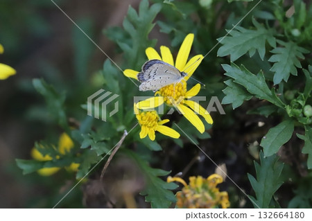 一隻大和志津美蝴蝶正在秋日花園中,從盛開的黃色鈴蘭雛菊花上吸食花蜜。 一隻大和志津美蝴蝶正在秋日花園中,從盛開的黃色鈴蘭雛菊花上吸食花蜜。 132664180