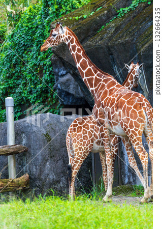 The giraffe family in the zoo 132664255