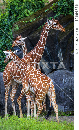 The giraffe family in the zoo The giraffe family in the zoo 132664256