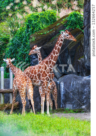 The giraffe family in the zoo 132664257