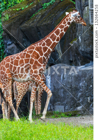 The giraffe family in the zoo 132664258