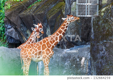 動物園裡的長頸鹿家族 132664259