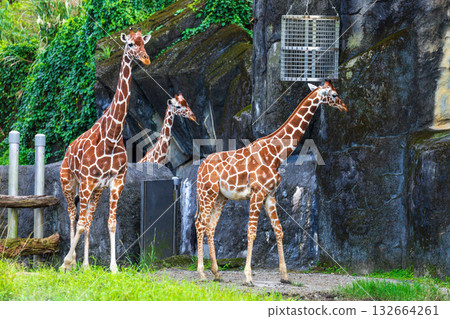 動物園裡的長頸鹿家族 動物園裡的長頸鹿家族 132664261
