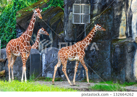 動物園裡的長頸鹿家族 132664262